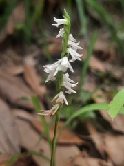 Spiranthes sinensis