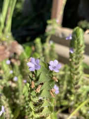 Ruellia blechum