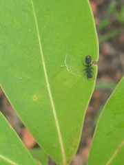 Cataulacus granulatus