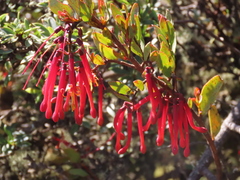 Tristerix penduliflorus