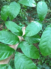 Entandrophragma angolense