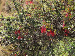 Tristerix penduliflorus