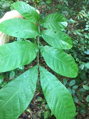 Entandrophragma angolense
