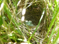 Saxicola rubicola