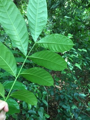 Entandrophragma angolense