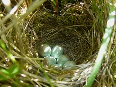 Saxicola rubicola