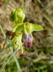 Ophrys fusca funerea