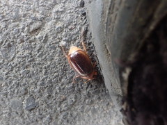 Rhizotrogus aestivus