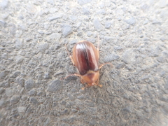 Rhizotrogus aestivus