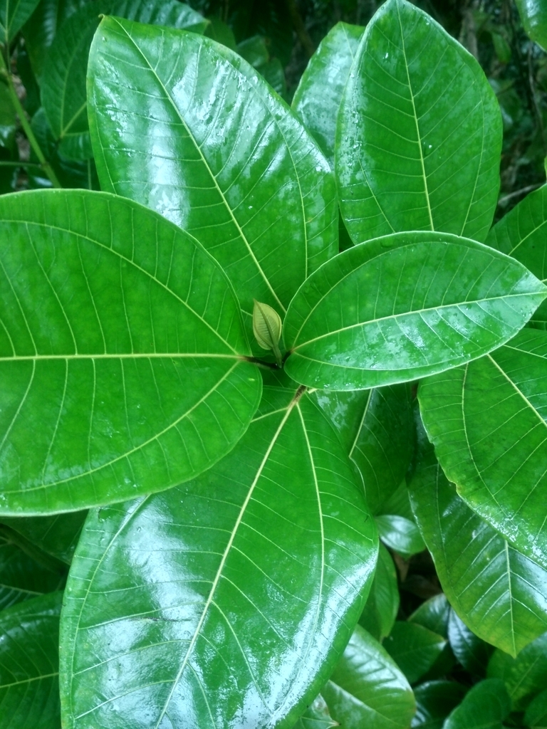 Bellucia Grossularioides From Goyave, Guadeloupe On May 07, 2022 At 10: 