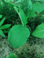 Neottia convallarioides
