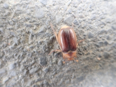 Rhizotrogus aestivus