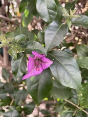 Bougainvillea glabra