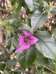Bougainvillea glabra