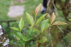 Euonymus tashiroi