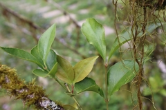 Euonymus tashiroi