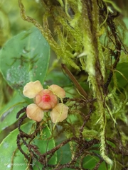Euonymus tashiroi