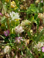 Trifolium resupinatum