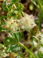 Trifolium resupinatum