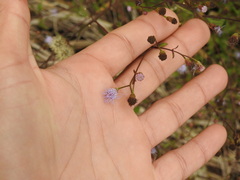 Praxelinae