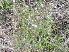 Praxelinae