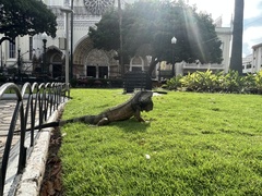 Iguana iguana