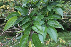 Rhamnus nakaharai
