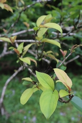 Rhamnus nakaharai