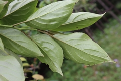 Rhamnus nakaharai