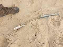 Tylosurus gavialoides