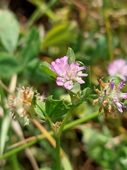 Trifolium resupinatum