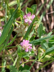 Trifolium resupinatum