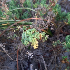 Dasispermum suffruticosum