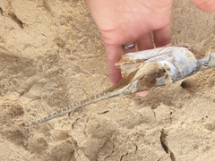 Tylosurus gavialoides