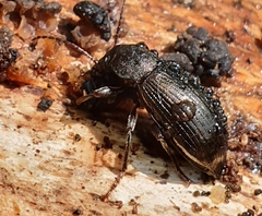 Stenomax aeneus