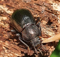Stenomax aeneus