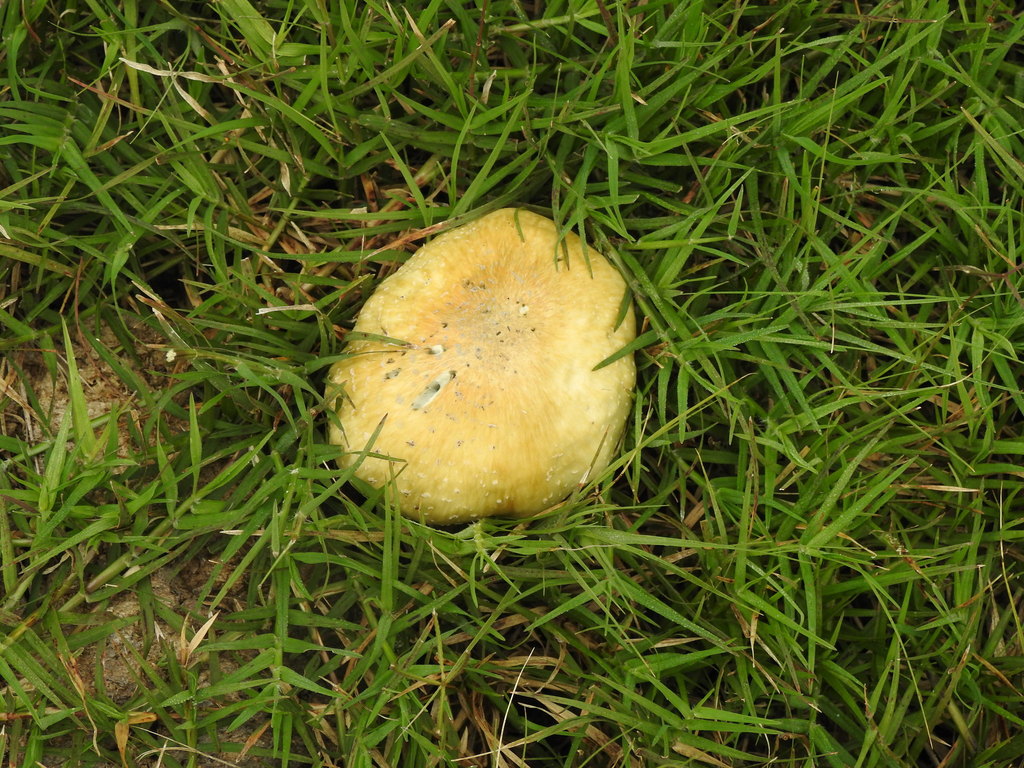 Psilocybe cubensis · April 2022 · photo: © elbeltrocco (iNaturalist, cc-by)