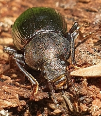 Stenomax aeneus