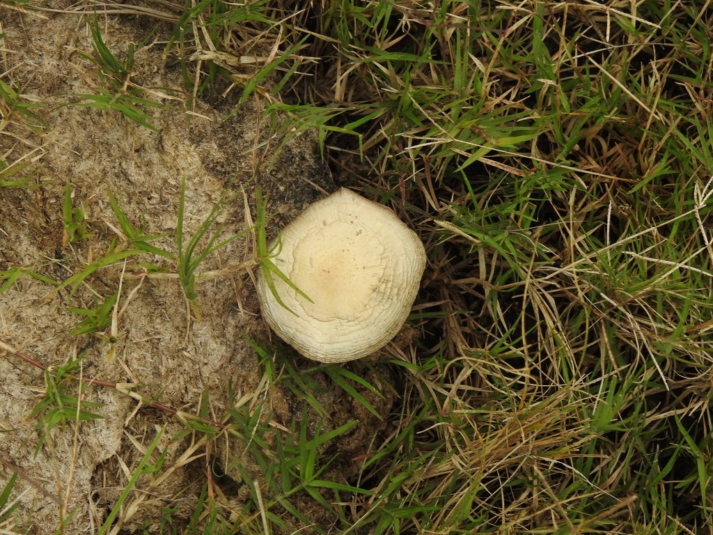 Psilocybe cubensis · April 2022 · photo: © elbeltrocco (iNaturalist, cc-by)