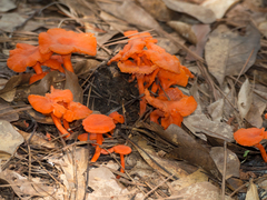 Cantharellus texensis