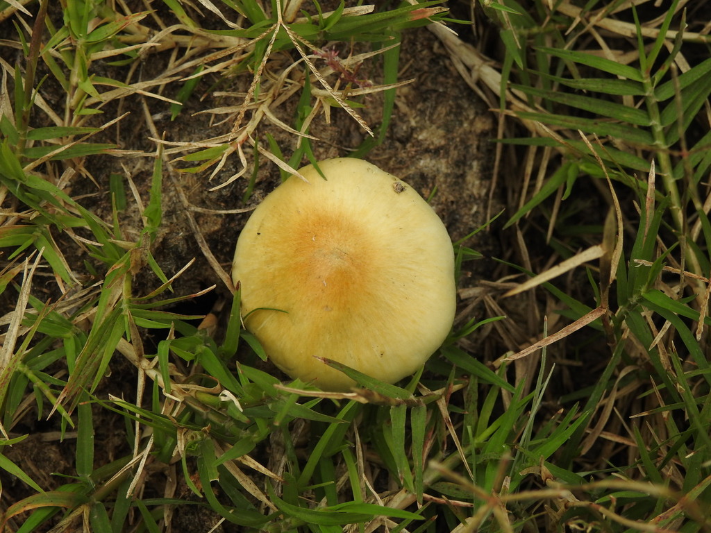 Psilocybe cubensis · April 2022 · photo: © elbeltrocco (iNaturalist, cc-by)