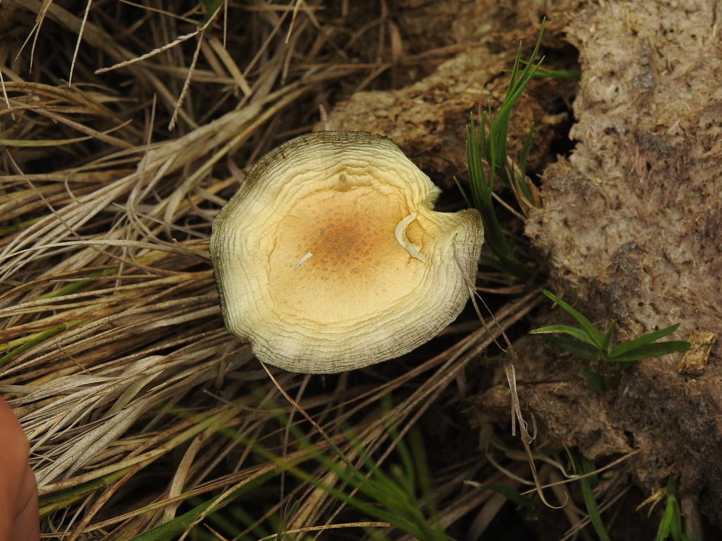 Psilocybe cubensis · April 2022 · photo: © elbeltrocco (iNaturalist, cc-by)