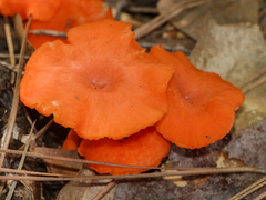 Cantharellus texensis