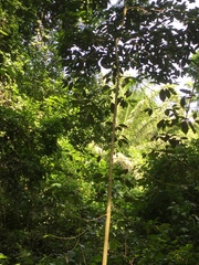 Mimusops andongensis