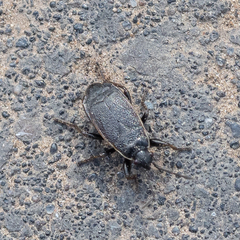 Pyrrhocoris marginatus