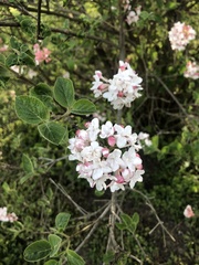 Viburnum carlesii