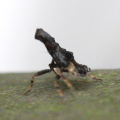 Pyrops candelaria