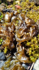 Nostoc commune commune