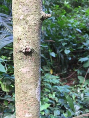 Mimusops andongensis