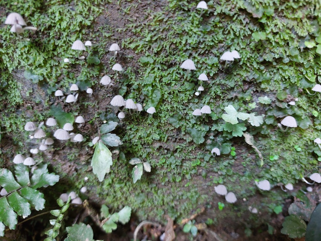 Coprinellus disseminatus · May 2022 · photo: © deerjacksonhu (iNaturalist, cc-by)